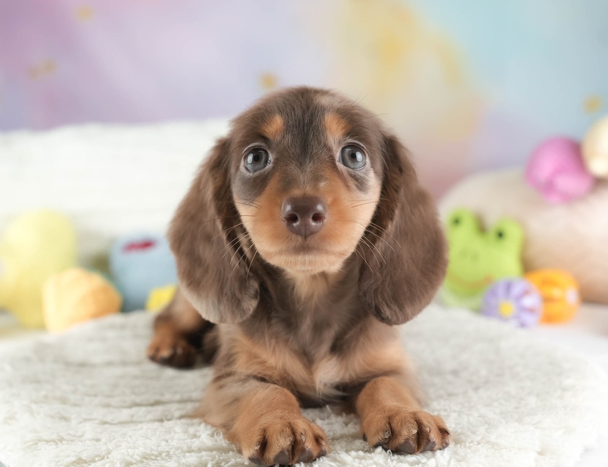 ミニチュア・ダックスフンド(ロング) | 女の子 | チョコダップル | 2026年7月9日(ID:dog-200017841)