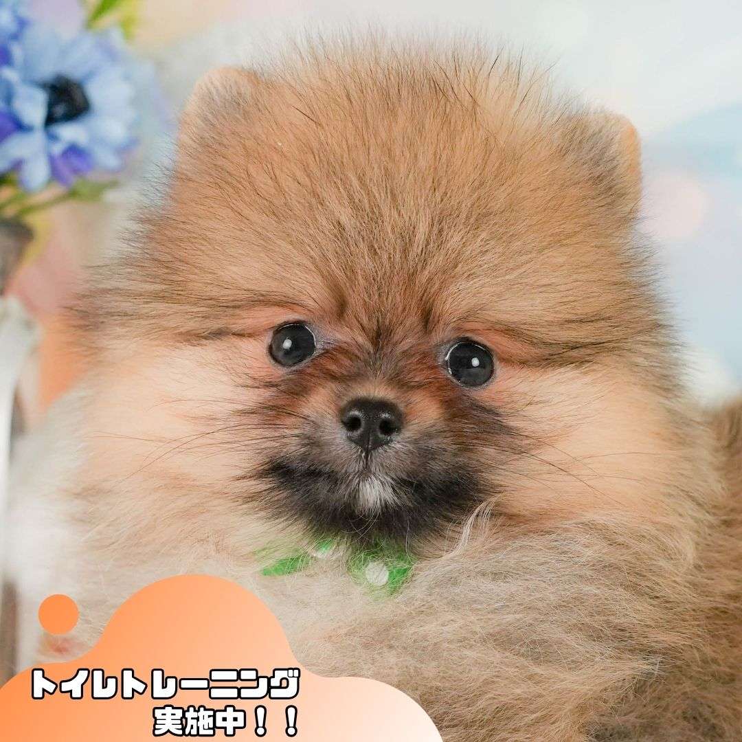ポメラニアン | 男の子 | オレンジ | 2026年7月12日(ID:dog-200017882)