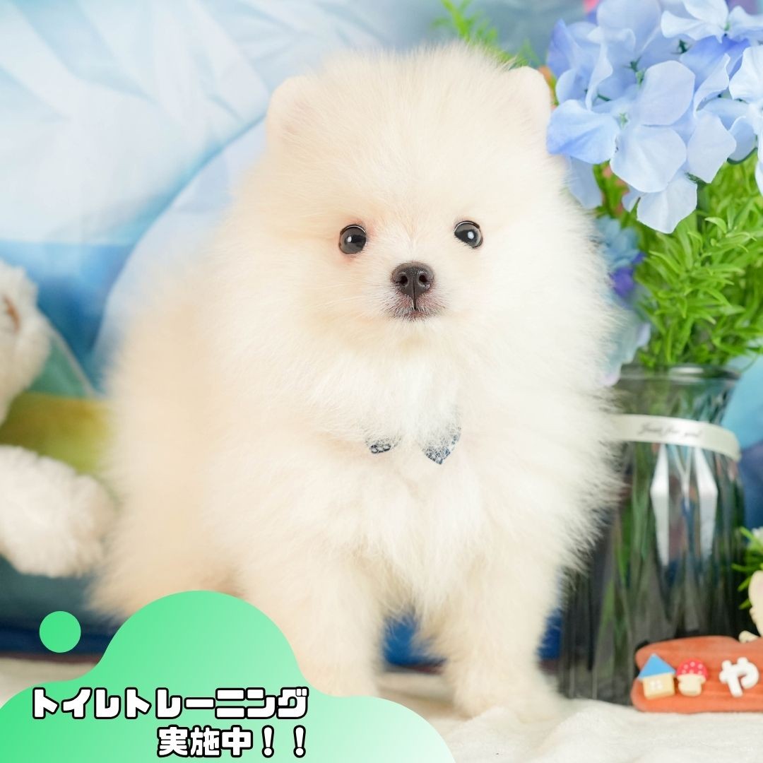 ポメラニアン | 男の子 | クリーム | 2026年7月17日（ID:dog-200017981）