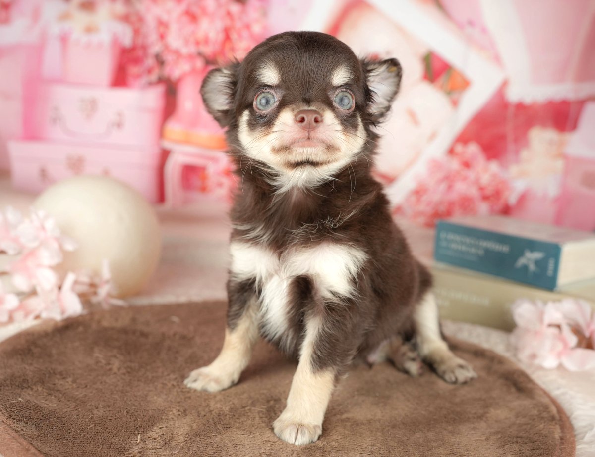 チワワ(ロング) | 男の子 | チョコレート＆タン | 2026年7月25日（ID:dog-200018136）