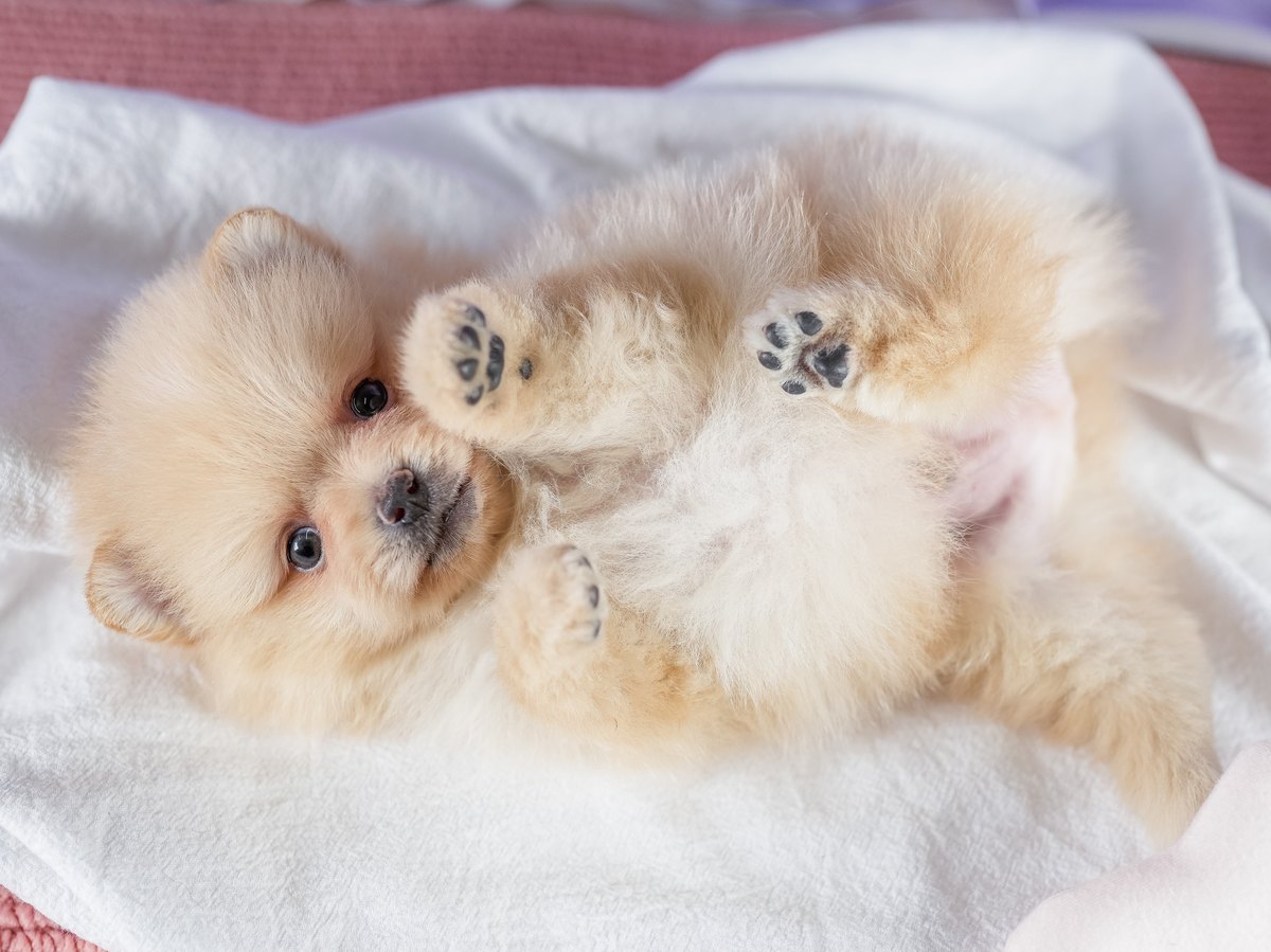 ポメラニアン | 男の子 | クリーム | 2026年7月30日（ID:dog-200018215）