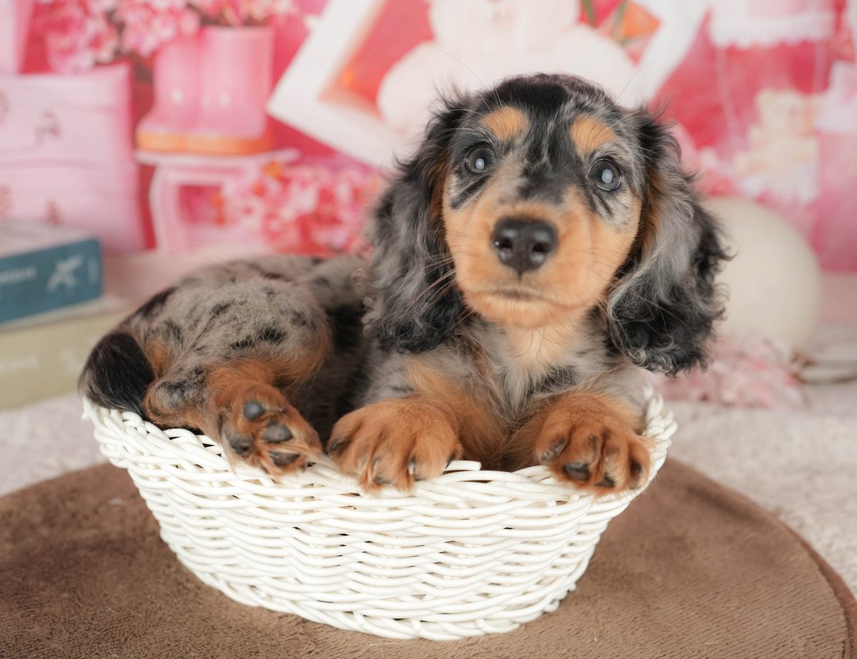 ミニチュア・ダックスフンド(ロング) | 女の子 | シルバーダップル | 2026年8月2日（ID:dog-200018265）