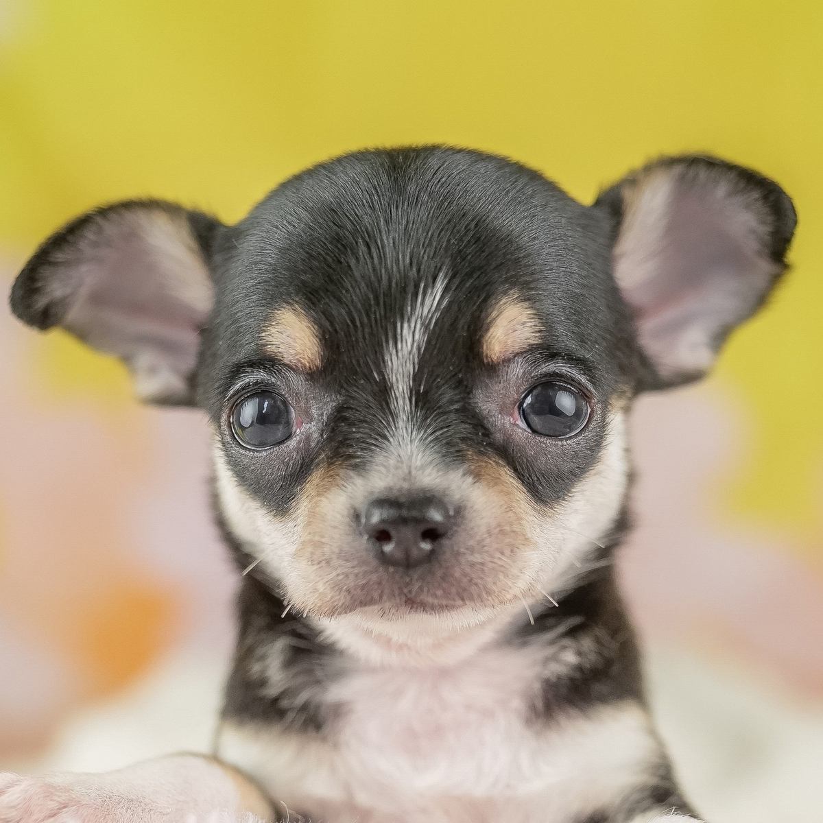 チワワ(スムース) | 女の子 | ブラックタン&ホワイト | 2026年8月3日(ID:dog-200018288)