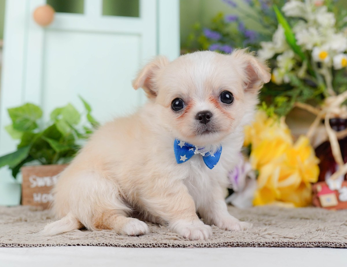 チワワ(ロング) | 男の子 | クリーム&ホワイト | 2026年8月6日(ID:dog-200018323)