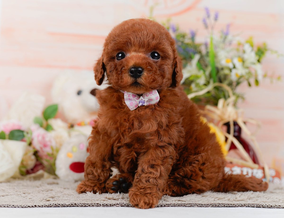 トイ・プードル | 女の子 | レッド | 2026年8月7日（ID:dog-200018365）
