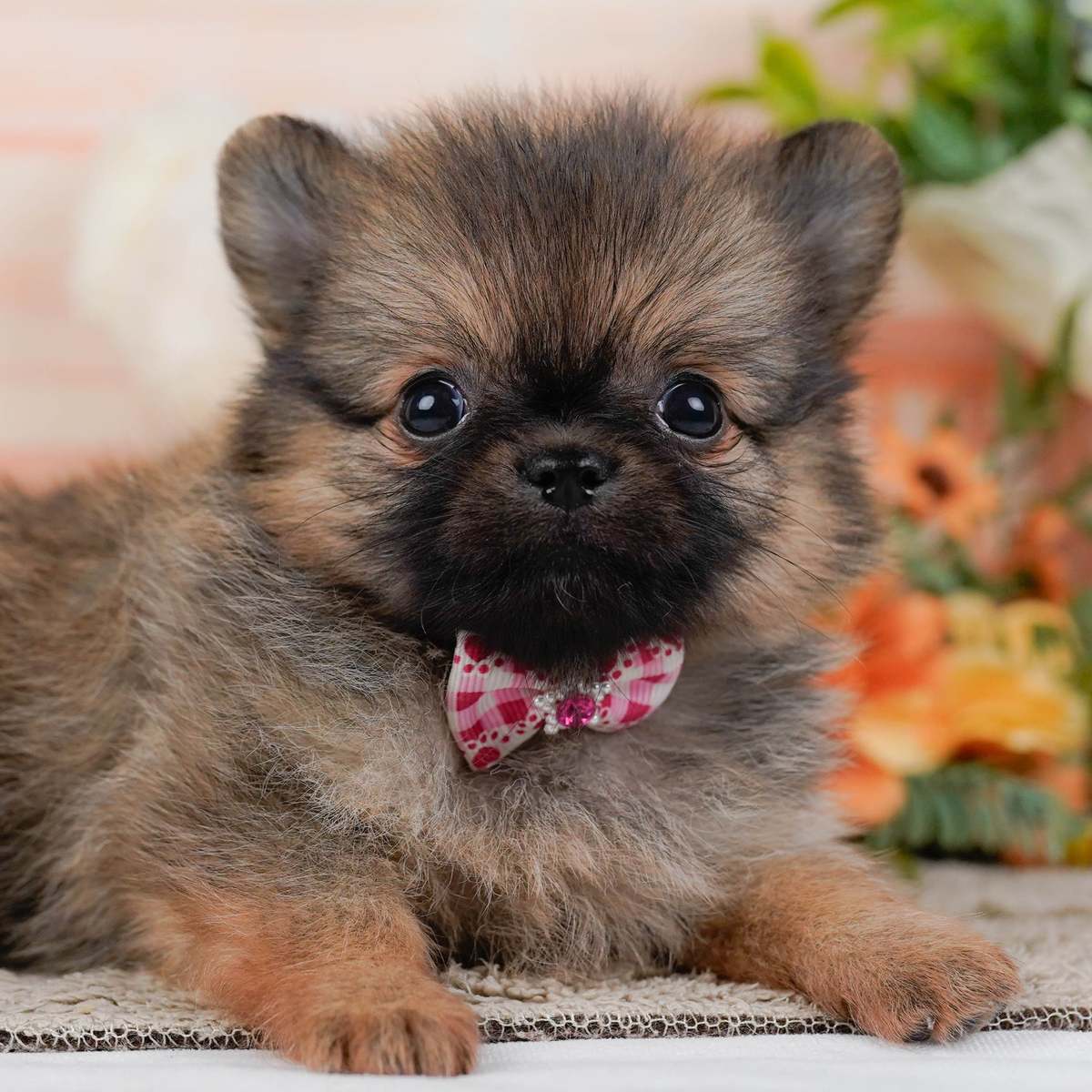 チワポメ | 女の子 | オレンジセーブル | 2026年8月8日（ID:dog-200018383）