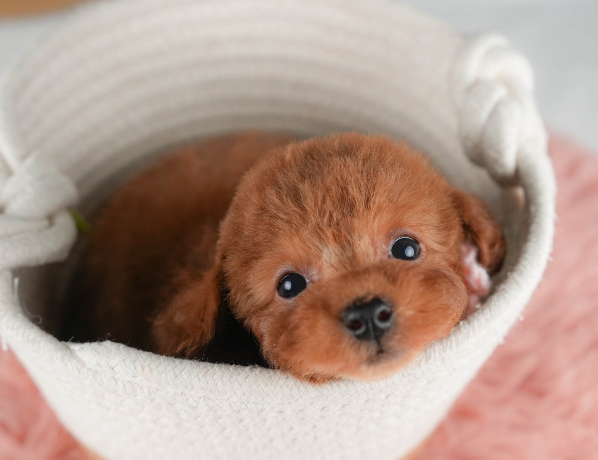 トイ・プードル | 男の子 | レッド | 2026年7月26日(ID:dog-30003888)