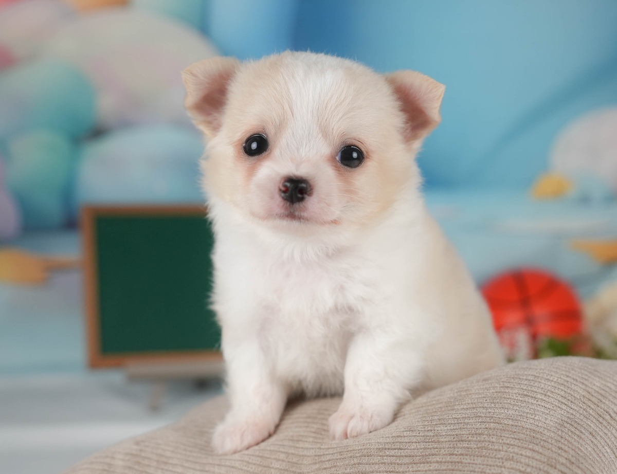 チワワ(ロング) | 男の子 | クリーム | 2026年8月5日（ID:dog-30003934）