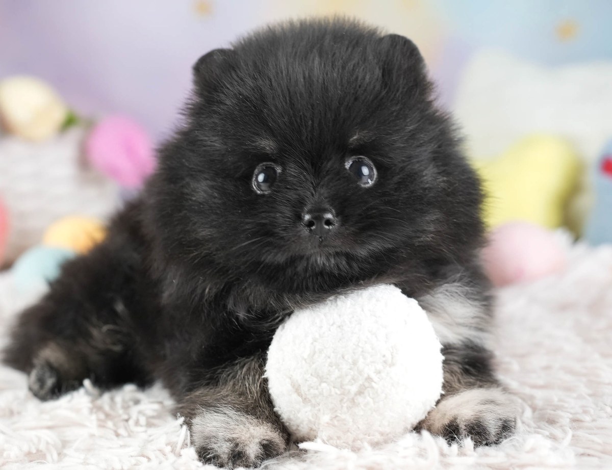 ポメラニアン | 男の子 | ブラックタン＆ホワイト | 2026年8月10日（ID:dog-30003967）