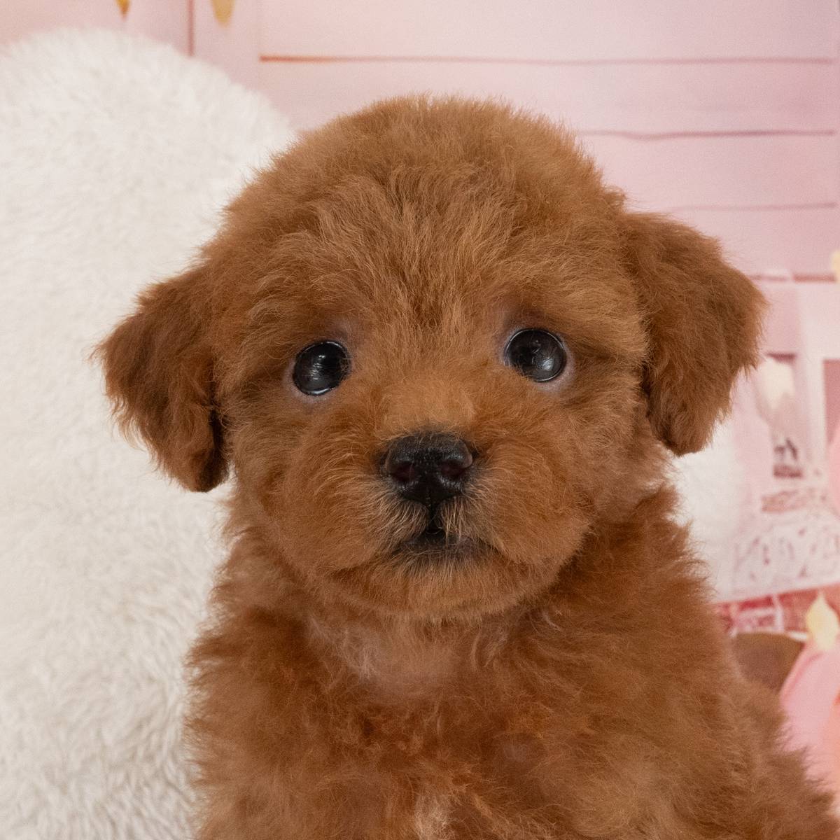 トイ・プードル | 女の子 | レッド | 2026年7月17日(ID:dog-40001414)