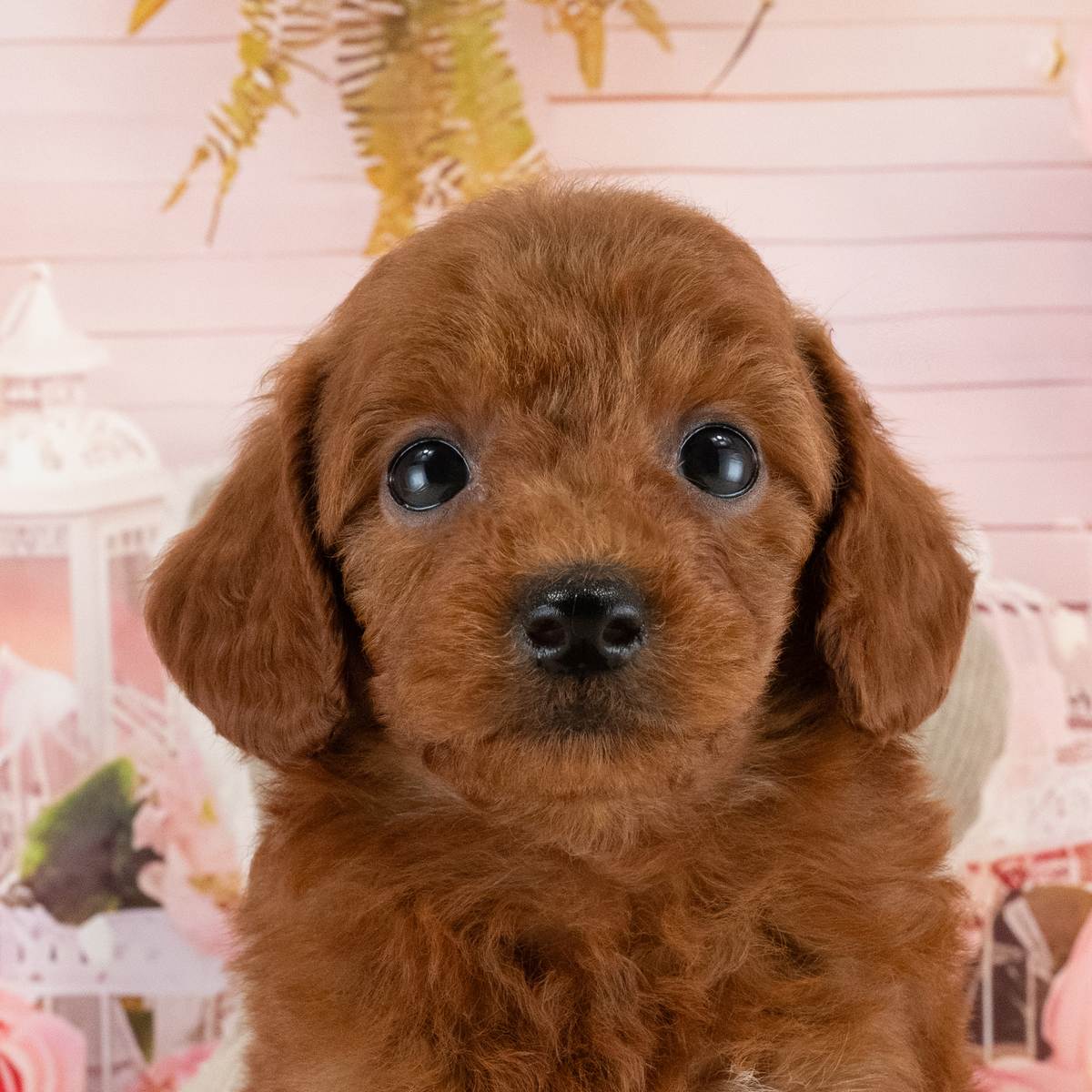 トイ・プードル | 女の子 | レッド | 2026年7月19日(ID:dog-40001422)