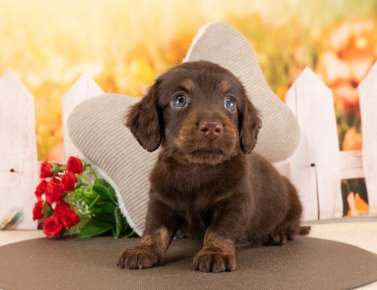 ミニチュア・ダックスフンド(ロング) | 男の子 | チョコレート&タン | 2026年7月25日(ID:dog-40001456)