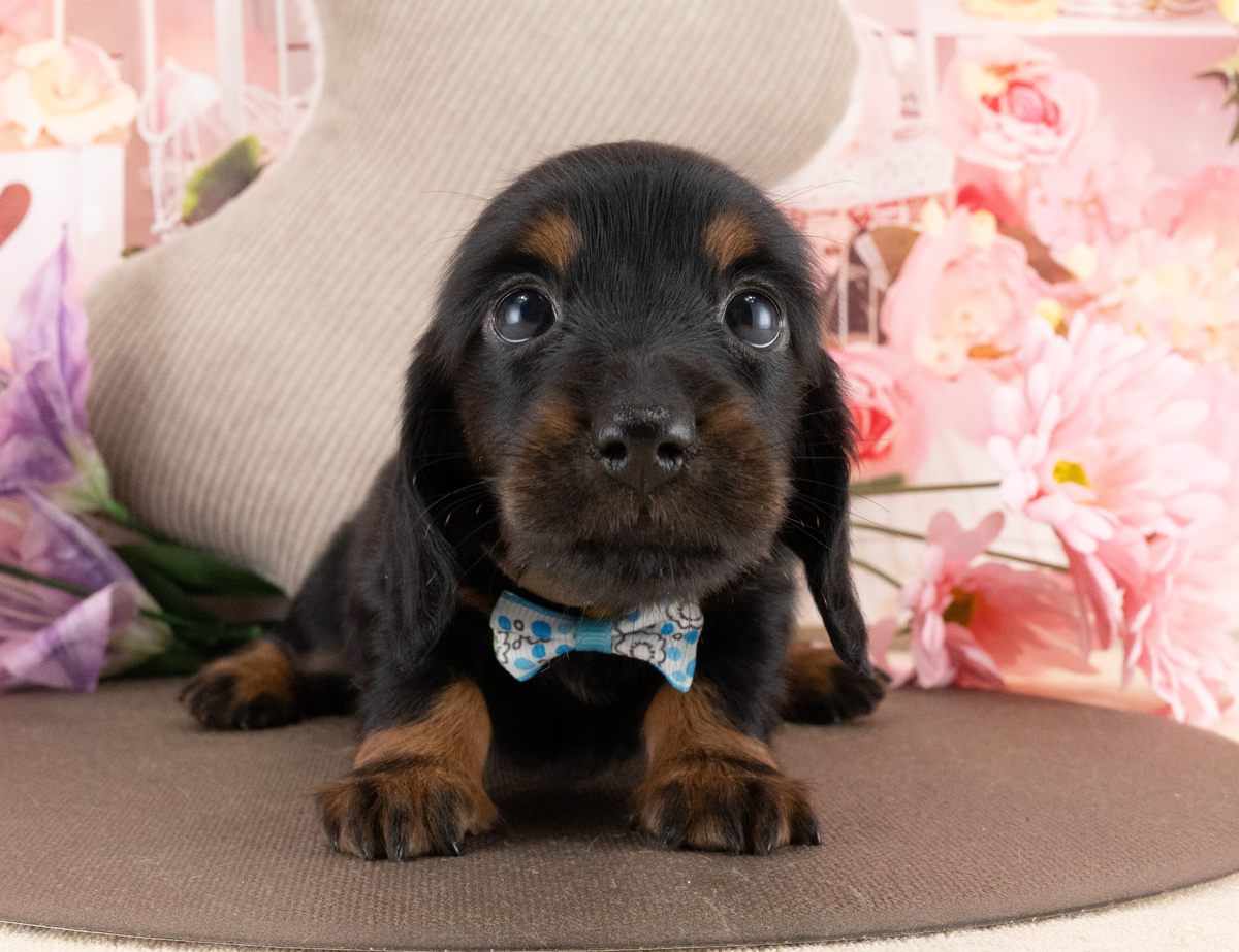 ミニチュア・ダックスフンド(ロング) | 女の子 | ブラック&タン | 2026年7月29日(ID:dog-40001477)