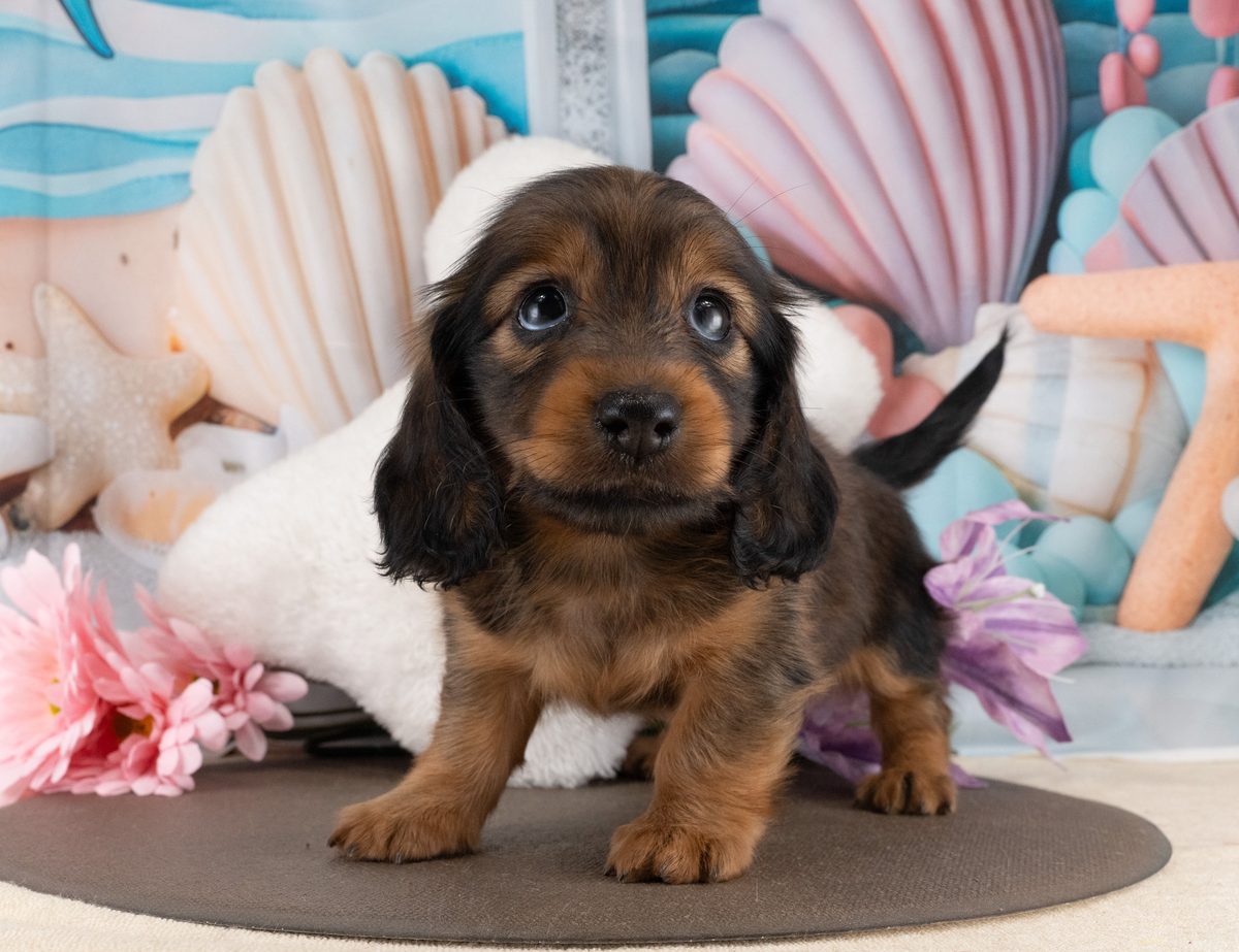 ミニチュア・ダックスフンド(ロング) | 女の子 | シェーデッドレッド | 2026年8月4日（ID:dog-40001521）