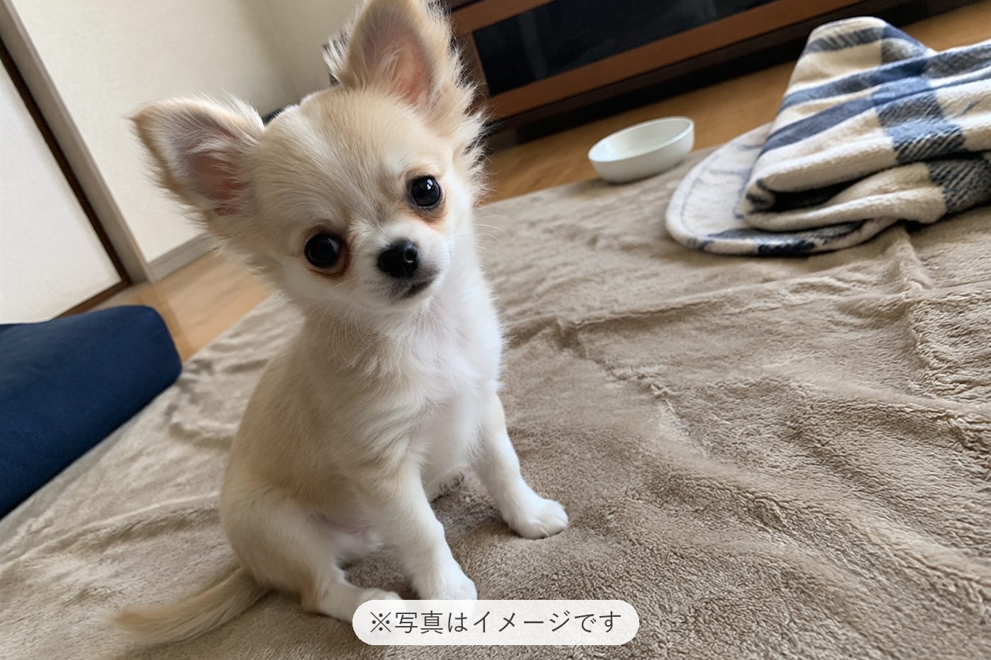お家に着いてしばらくは、わちゃわちゃしてましたが、今は落ち…