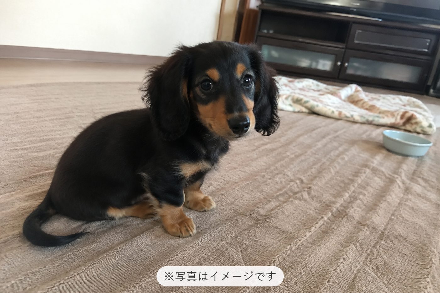 初めてのわんちゃんのお迎えで不安でしたが、お迎えしやすいわ…