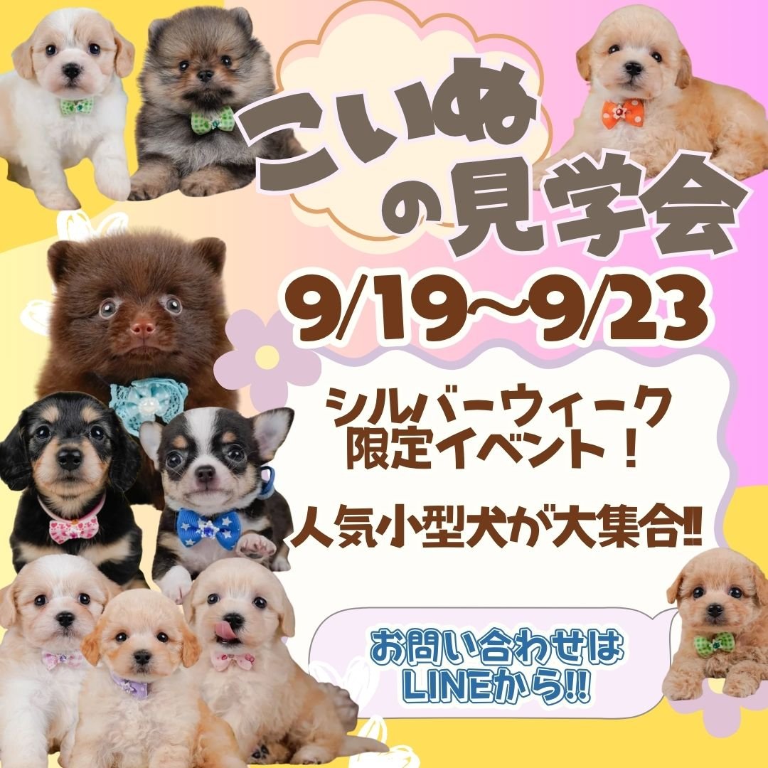 9/19〜23シルバーウィーク限定🐶人気小型犬の子犬見学会開催
