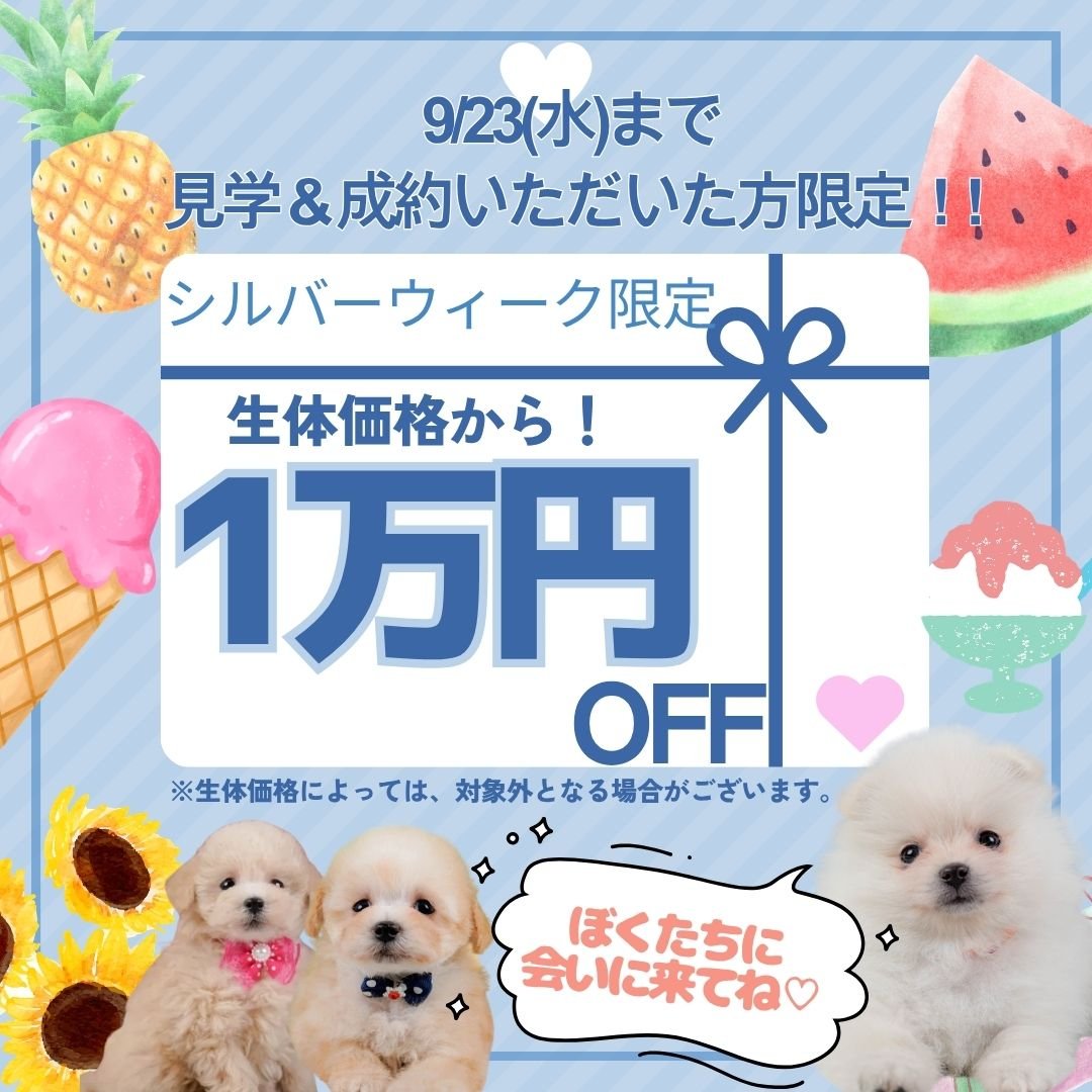 9/19〜23シルバーウィーク限定🐶人気小型犬の子犬見学会開催