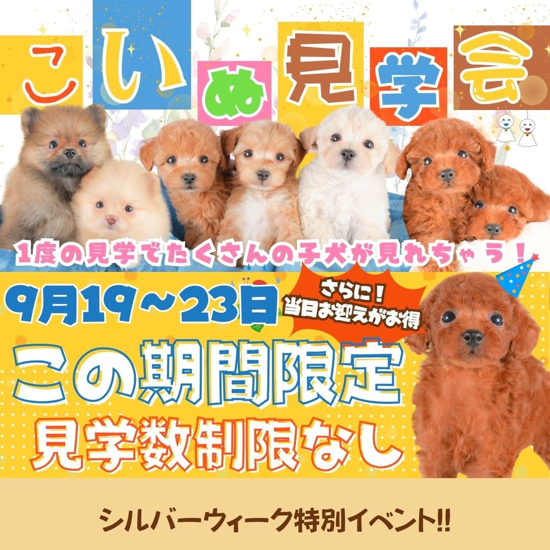 9/19〜23シルバーウィーク限定🐶こいぬ見学会開催！見学頭数制限なし＆特典あり🎈