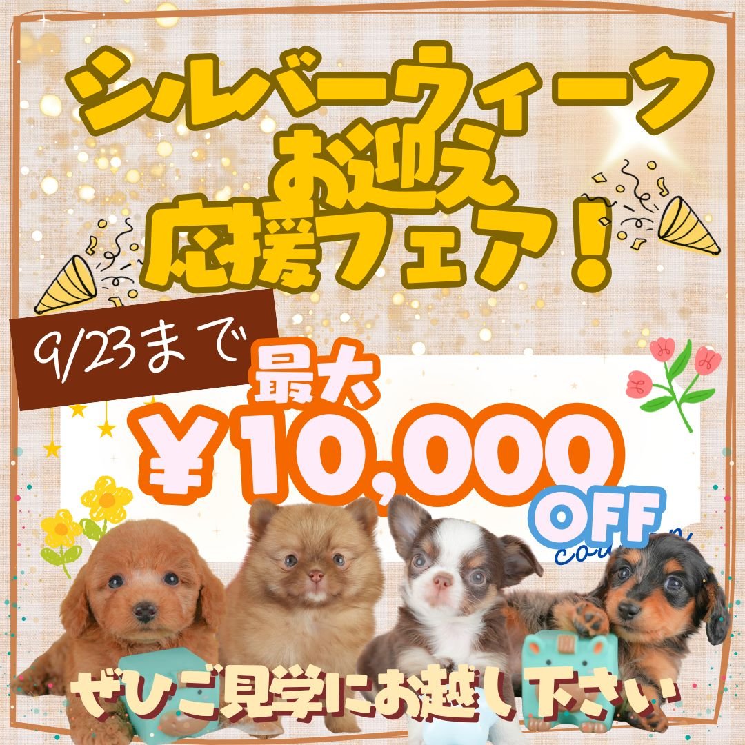 9/19〜23シルバーウィーク限定🐶こいぬ見学会開催！見学頭数制限なし＆特典あり🎈