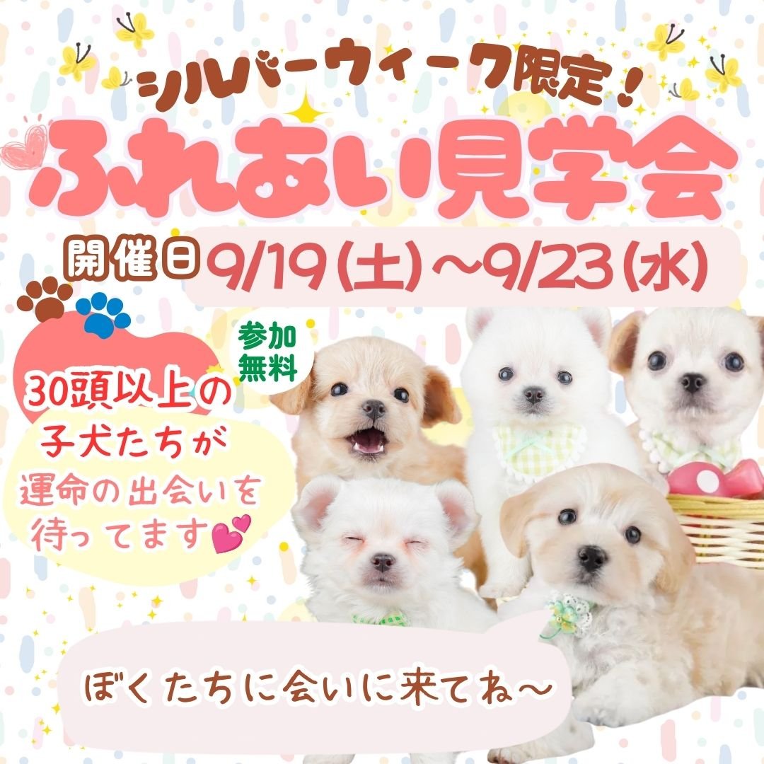 🌼ふれあい見学会開催！9/19〜23限定！パピーランで遊びながら出会える🐶