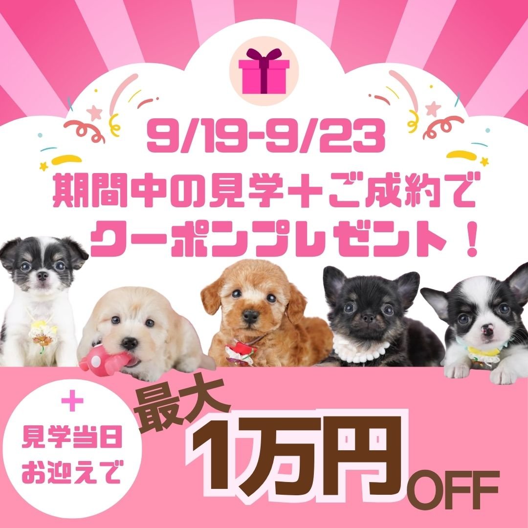 🌼ふれあい見学会開催!9/19〜23限定!パピーランで遊びながら出会える🐶