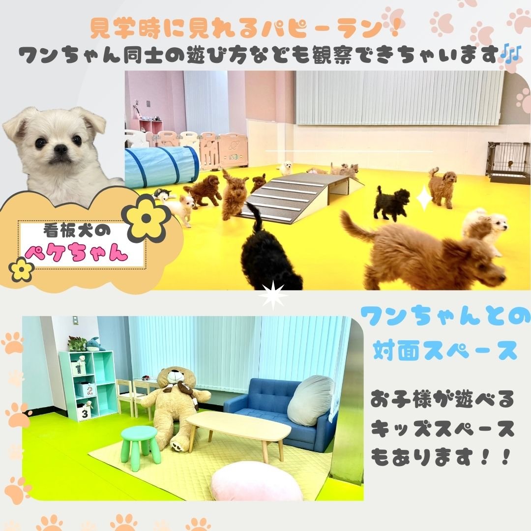 🌼ふれあい見学会開催!9/19〜23限定!パピーランで遊びながら出会える🐶
