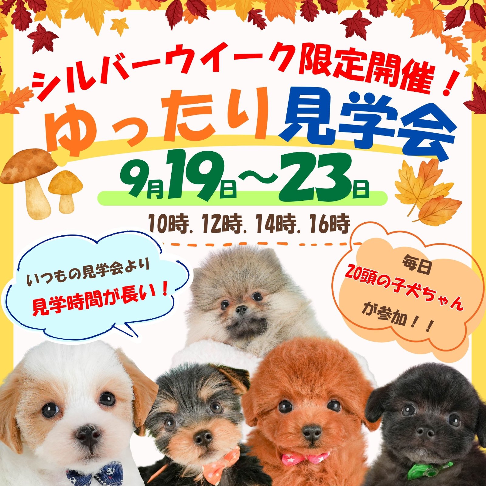 毎日20頭の子犬ちゃんが参加🐶シルバーウィーク限定❣️9/19～9/23開催🫧ゆったり見学会💖