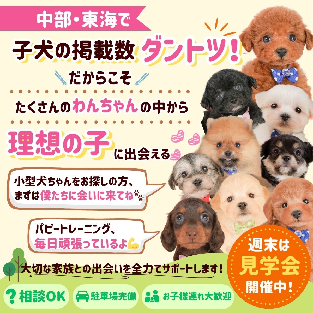 毎日20頭の子犬ちゃんが参加🐶シルバーウィーク限定❣️9/19～9/23開催🫧ゆったり見学会💖