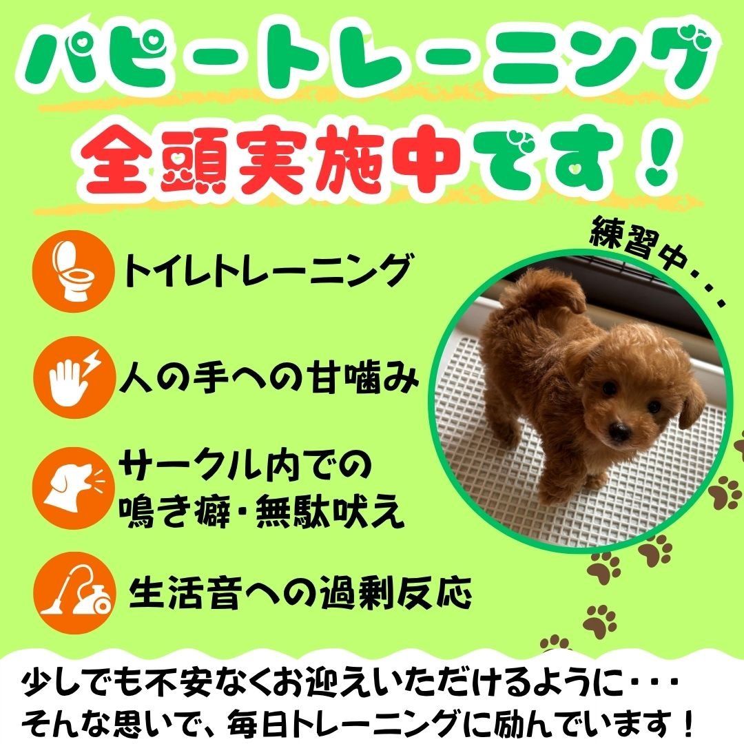 毎日20頭の子犬ちゃんが参加🐶シルバーウィーク限定❣️9/19～9/23開催🫧ゆったり見学会💖