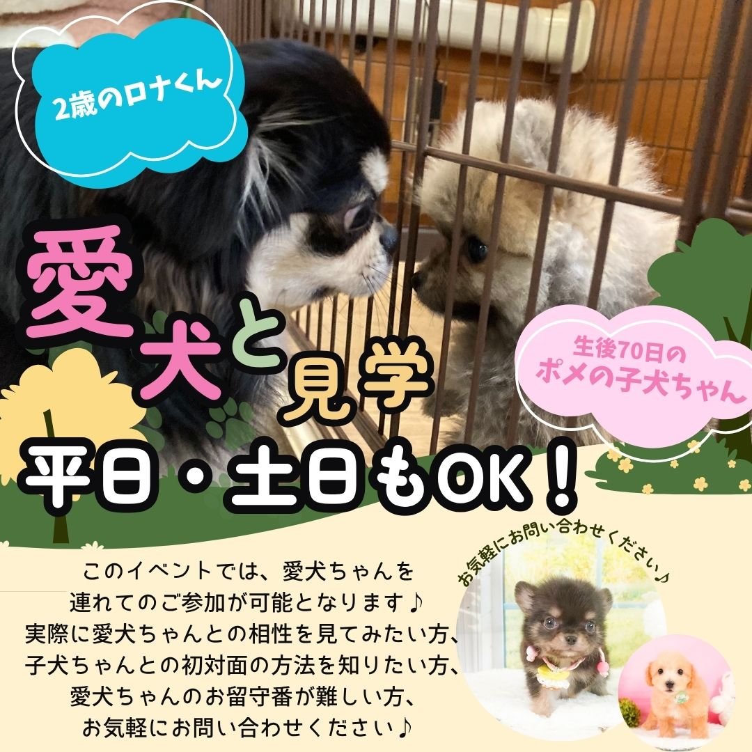 毎日20頭の子犬ちゃんが参加🐶シルバーウィーク限定❣️9/19～9/23開催🫧ゆったり見学会💖