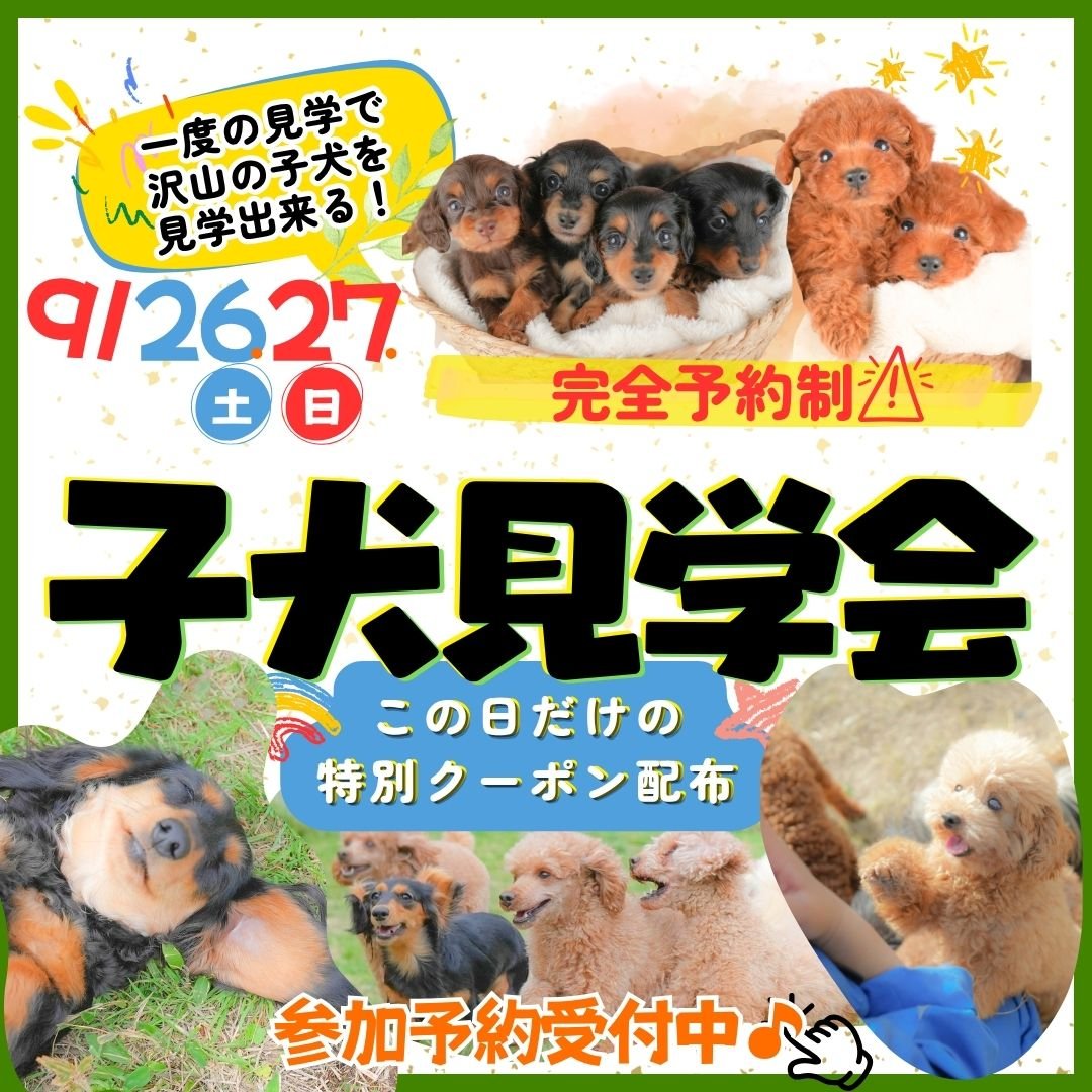 🎊9/26・27(土日)子犬の見学会開催🐶一度の見学で沢山の子犬に会えます✨
