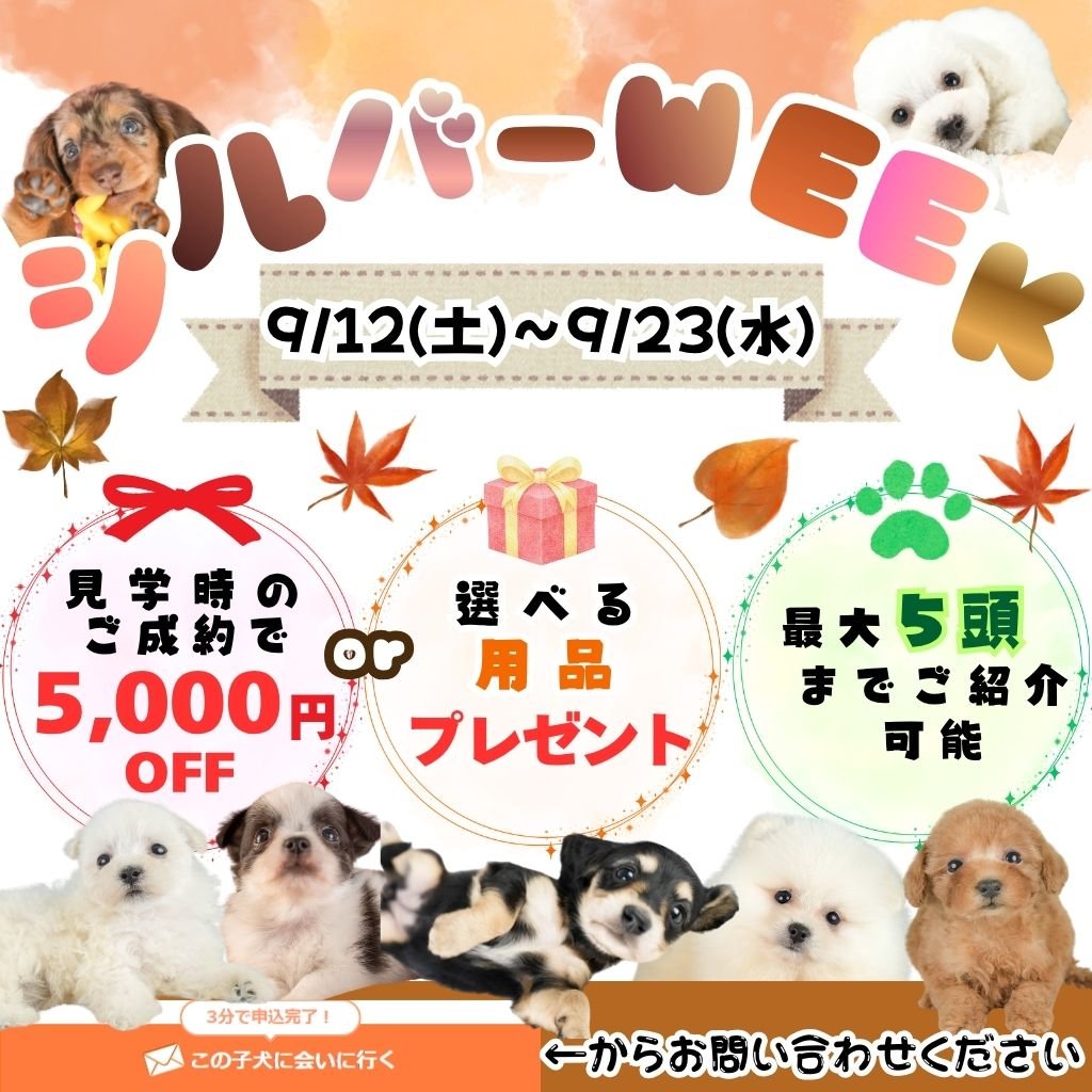 9/12(土)～23(水)シルバーweek祭！🌟