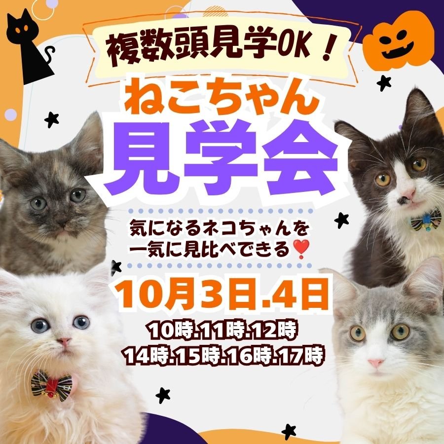 約40頭の子犬ちゃんが参加🐶🍼10月3日、4日開催✨こいぬの見学会🐕❣️