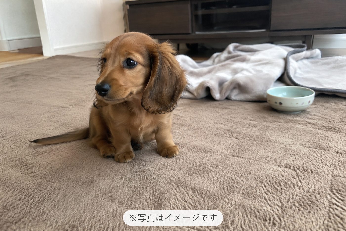 飼い主の娘です