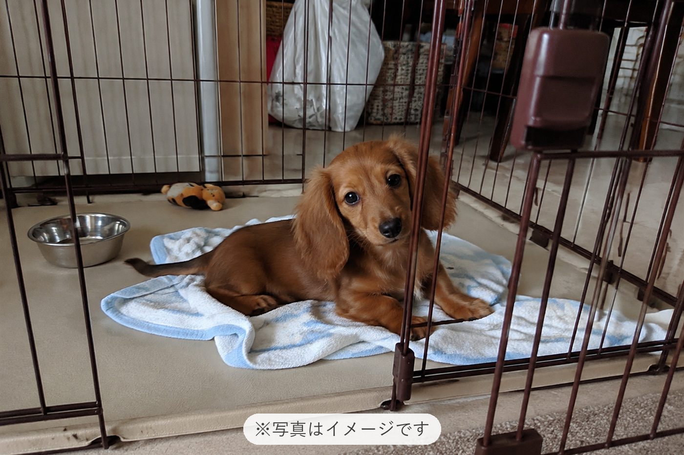 迎え入れた日にはケージに入って貰ってました