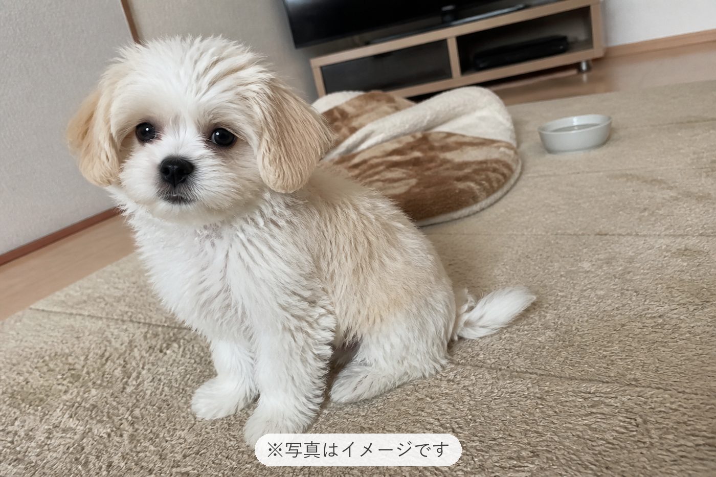 とても人懐っこい、抱っこが大好きな子ですね