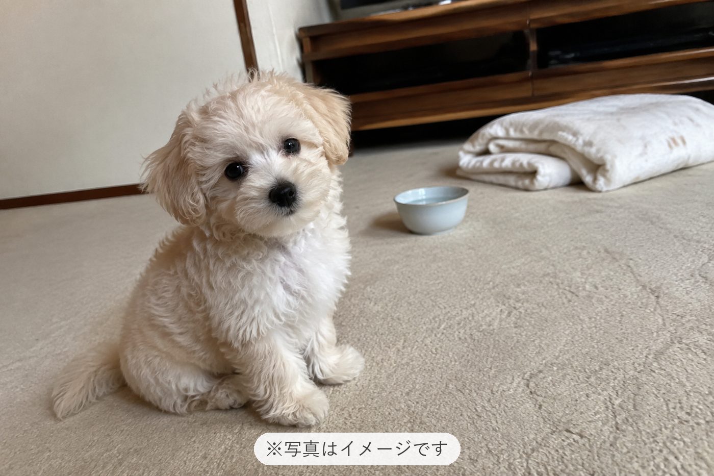 めちゃくちゃ可愛い子に出会えました
