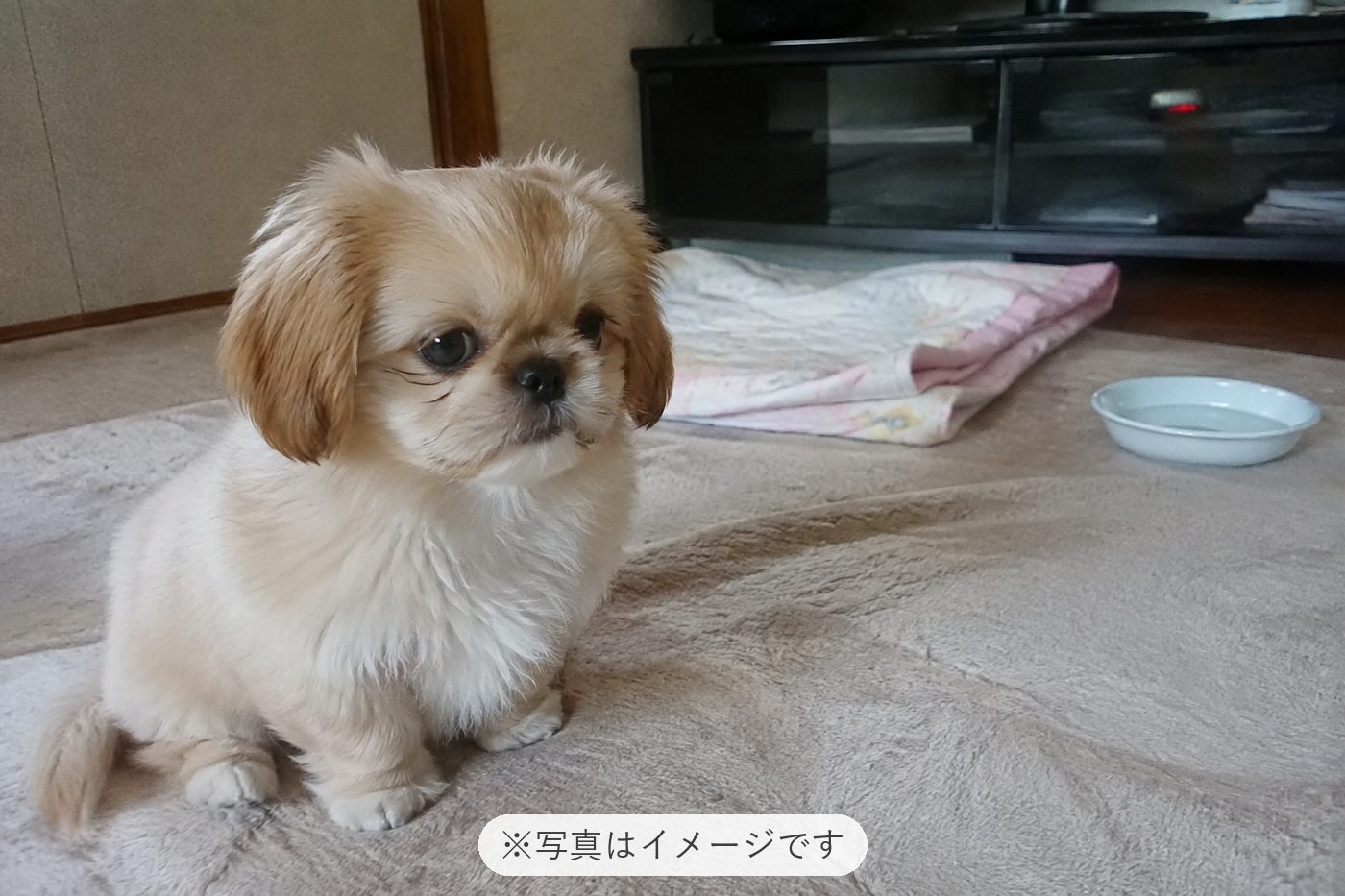 とっても可愛い子を家族に出来て嬉しいです