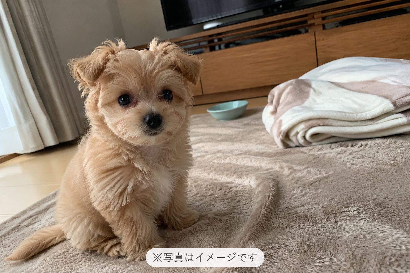迎えるまでの間にブリーダーさんに動画や写真を送っていただき…