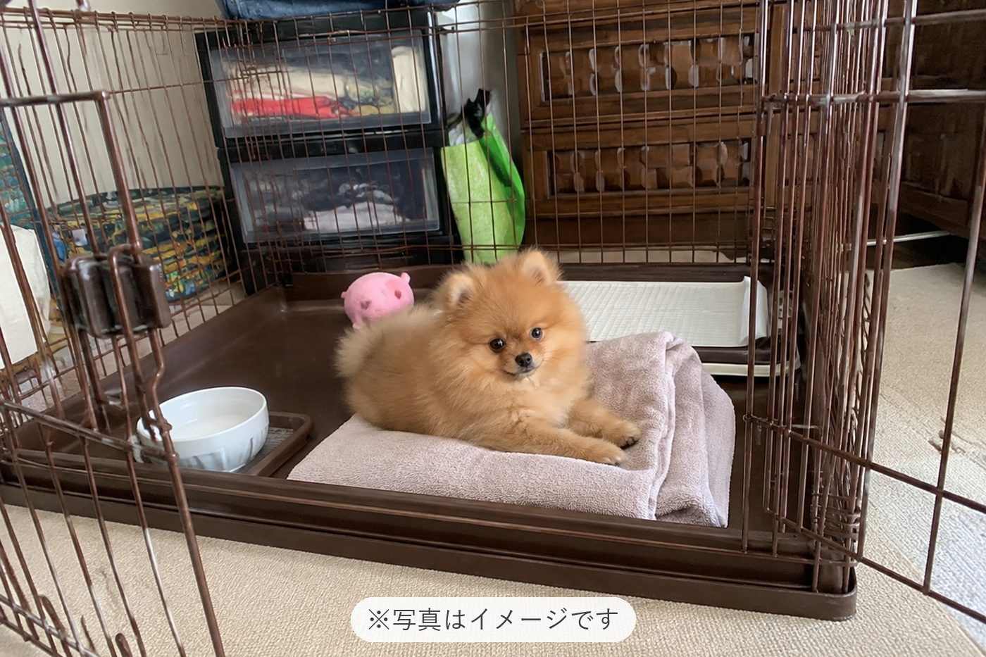 犬を飼うのは初めてで、毎日あたふたしていますが、むぎちゃん…