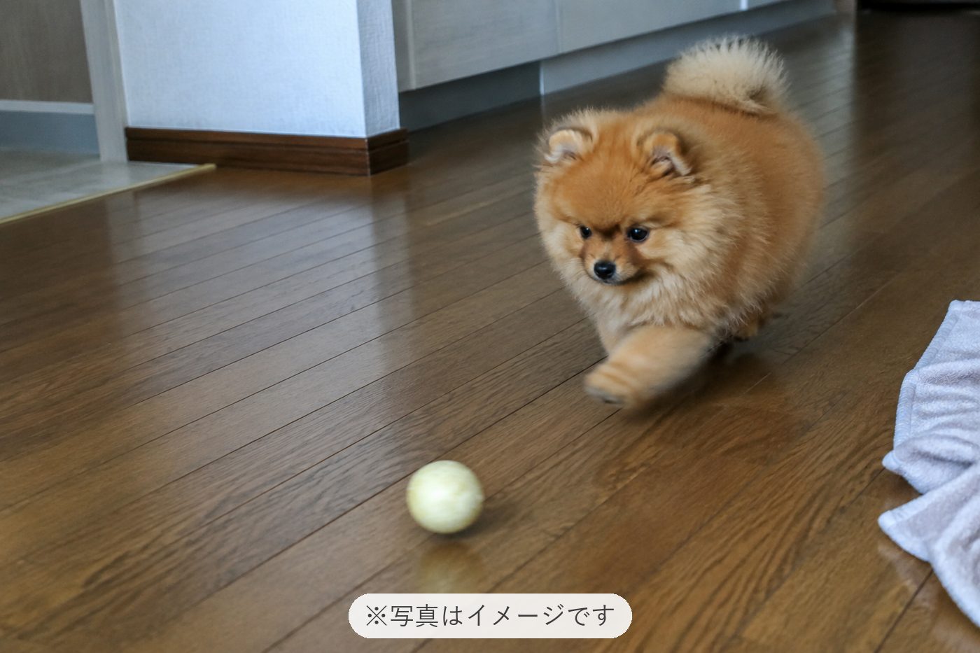 日に日に懐いてくれてるのが分かりとてもかわいいです