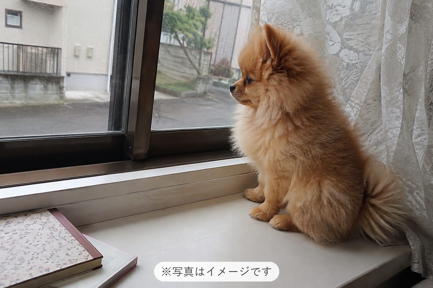 可愛いし、元気いっぱいです