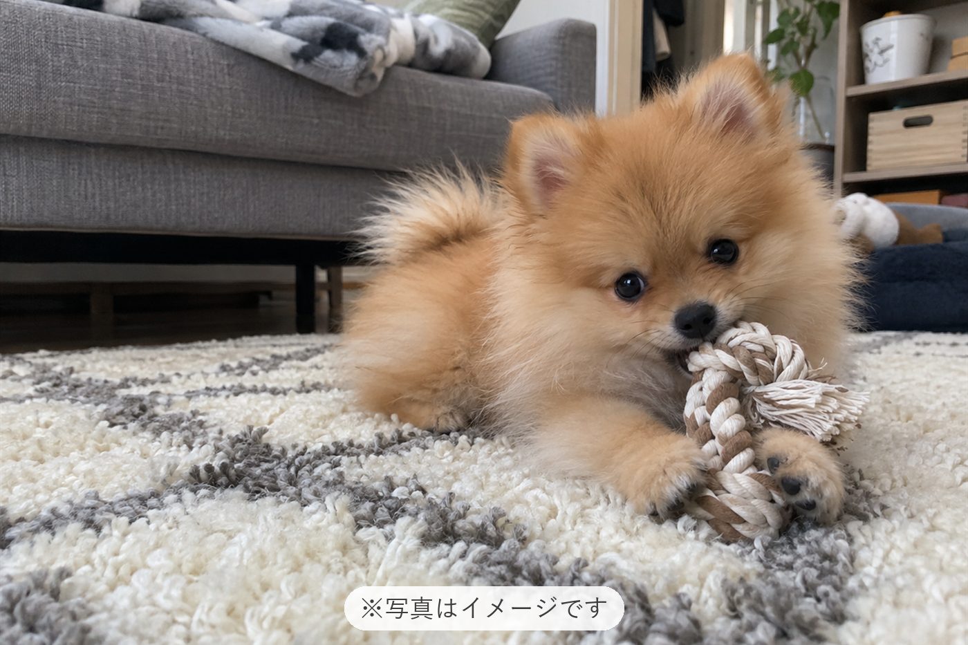 毎日るうと遊べるので、楽しいです