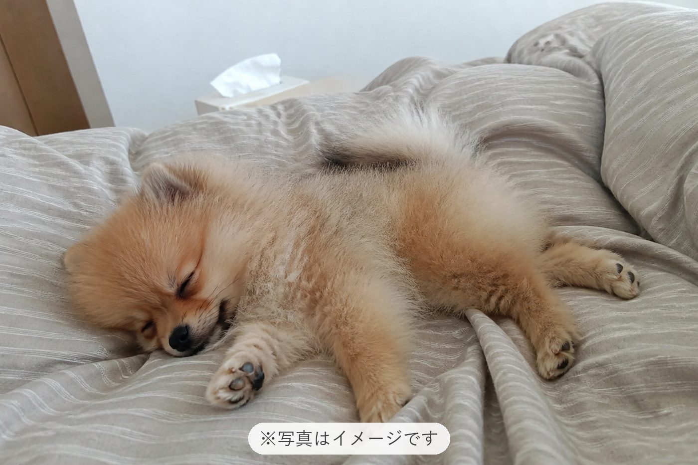 とっても元気でかわいいポメラニアンを２匹お迎えしました❣️