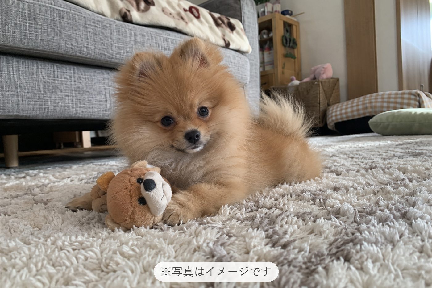 可愛いし、元気いっぱいです