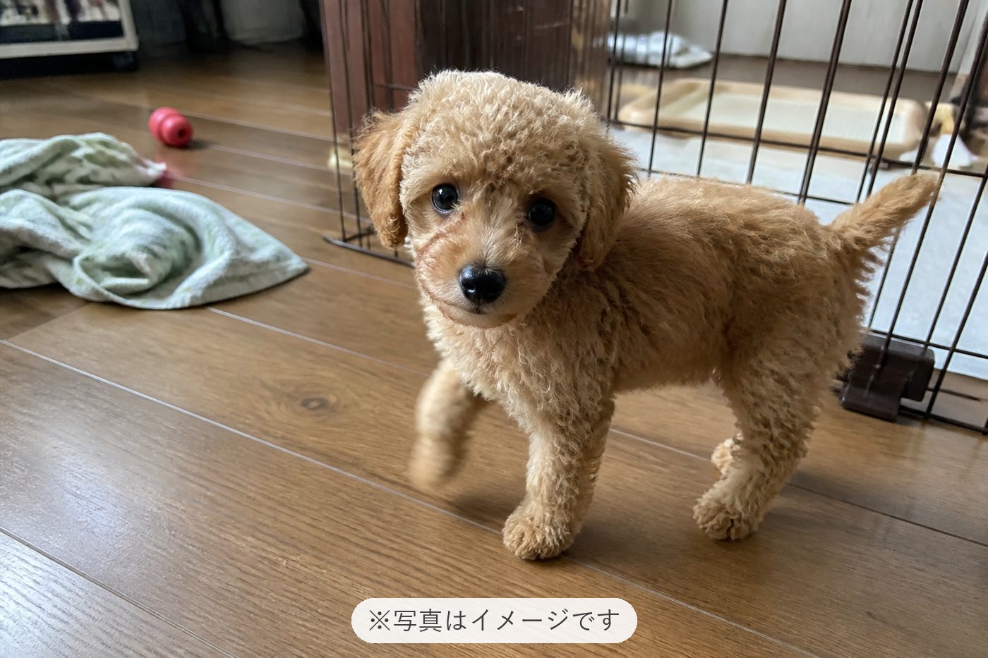 もちろんお迎えしたタイニープードルも可愛くて満足しました