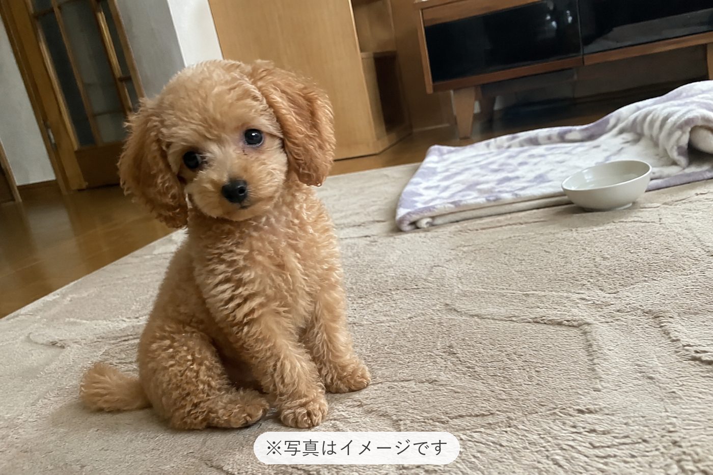 ちゃまるが来てくれて、家の中がより明るくなりました