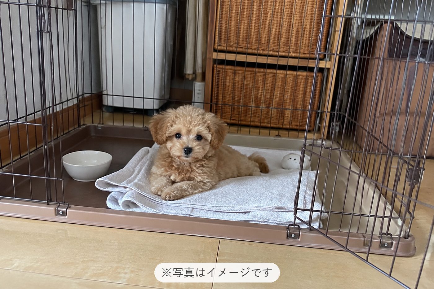 人が大好き、インターホンで鳴かない、お手入れの時どこを触っ…