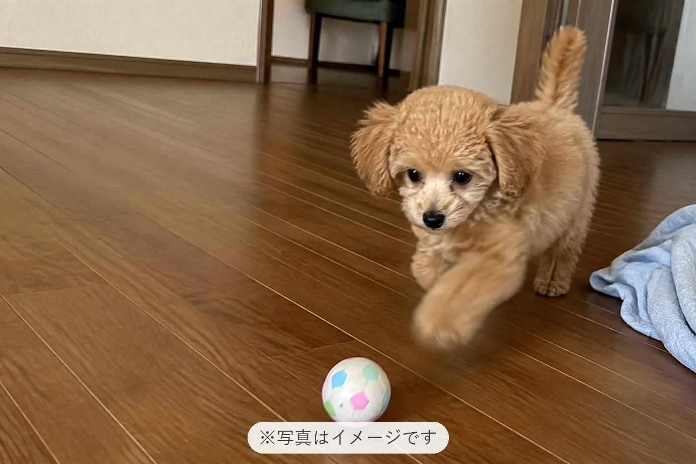 可愛くてこれからの成長が楽しみです(うんうん)